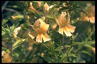 Diplacus longiflorus
