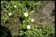 Nemophila maculata
