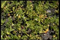 Nemophila parviflora var. quercifolia