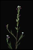 Triphysaria versicolor ssp. versicolor