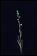 Pedicularis bracteosa var. flavida