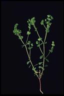 Euphorbia sp.