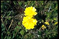 Ranunculus californicus