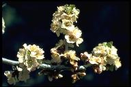 Prunus subcordata