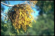 Incense-cedar Mistletoe