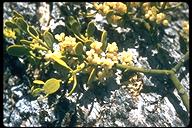 Phoradendron leucarpum ssp. tomentosum