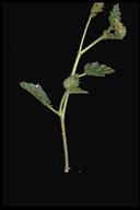 Phacelia malvifolia