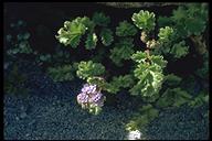 Phacelia pedicellata