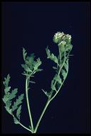 Phacelia cicutaria