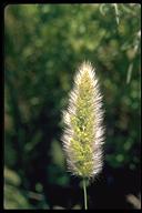Annual Rabbitsfoot Grass