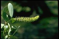 Salix laevigata