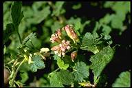 Sticky Flowering Currant