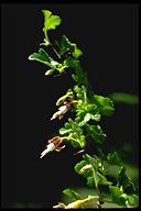Ribes californicum