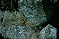 Sedum obtusatum ssp. boreale