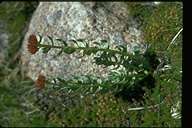 Rhodiola integrifolia