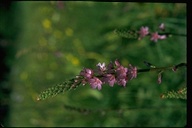 Sidalcea oregana ssp. spicata