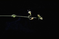 Silene campanulata ssp. glandulosa