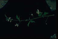 Solanum douglasii