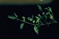 Solanum parishii