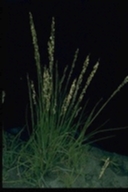 Denseflower Cordgrass