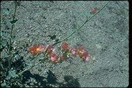 Sphaeralcea ambigua
