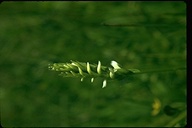 Spiranthes porrifolia