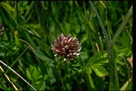 Trifolium wormskioldii