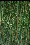 Southern Cattail