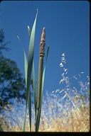Broad-leaved Cattail