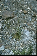 Valeriana sitchensis ssp. scouleri