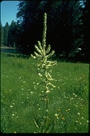Veratrum californicum var. californicum