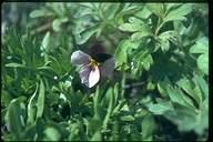 Great Basin Violet