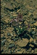 Streptanthus callistus