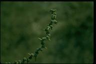 Bush Seepweed