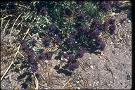 Salvia dorrii var. incana
