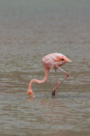 Phoenicopterus ruber