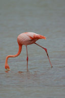 Phoenicopterus ruber