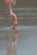 Phoenicopterus ruber
