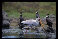 Mycteria ibis