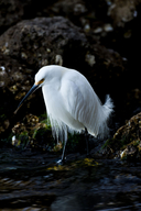 Egretta thula