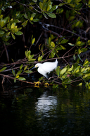 Egretta thula