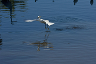 Egretta thula