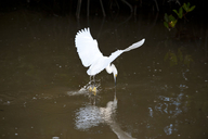 Egretta thula