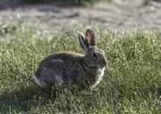 Nuttall's Cottontail