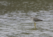 Tringa melanoleuca