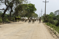 Gaucho with a herd of horses on the Transpantaheira Highway, the road to the Pantanal. 