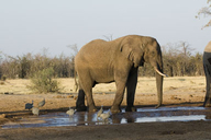 Loxodonta africana