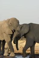Loxodonta africana