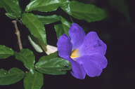Thunbergia battiscombei