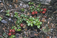 Northern Mountain Cranberry
